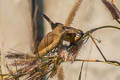 Scaly-breasted Munia Lonchura punctulata topela