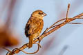 Scaly-breasted Munia Lonchura punctulata fretensis