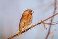 Scaly-breasted Munia Lonchura punctulata fretensis