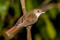 Scaly-crowned Babbler Malacopteron cinereum cinereum