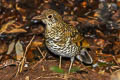 Scaly Thrush Zoothera dauma dauma