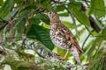 Scaly Thrush Zoothera dauma dauma