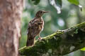 Scaly Thrush Zoothera dauma dauma