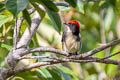 Scarlet-backed Flowerpecker Dicaeum cruentatum cruentatum