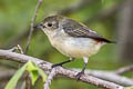 Scarlet-backed Flowerpecker Dicaeum cruentatum cruentatum