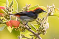 Scarlet-backed Flowerpecker Dicaeum cruentatum cruentatum