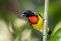 Scarlet-breasted Flowerpecker Prionochilus thoracicus 
