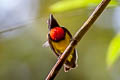 Scarlet-breasted Flowerpecker Prionochilus thoracicus 