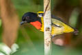 Scarlet-breasted Flowerpecker Prionochilus thoracicus 