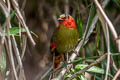 Scarlet-faced Liocichla Liocichla ripponi ripponi