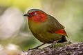 Scarlet-faced Liocichla Liocichla ripponi ripponi