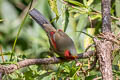 Scarlet-faced Liocichla Liocichla ripponi ripponi