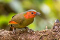 Scarlet-faced Liocichla Liocichla ripponi ripponi