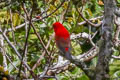 Scarlet Finch Carpodacus sipahi