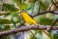 Scarlet Minivet Pericrocotus speciosus semiruber