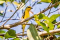 Scarlet Minivet Pericrocotus speciosus semiruber