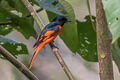 Scarlet Minivet Pericrocotus speciosus semiruber