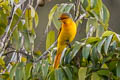 Scarlet Minivet Pericrocotus speciosus semiruber