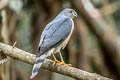 Shikra Tachyspiza badia poliopsis