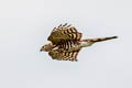 Shikra Tachyspiza badia poliopsis