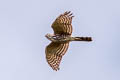 Shikra Tachyspiza badia poliopsis