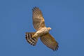Shikra Tachyspiza badia poliopsis