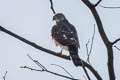 Shikra Tachyspiza badia poliopsis