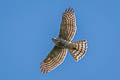 Shikra Tachyspiza badia poliopsis