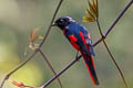 Short-billed Minivet Pericrocotus brevirostris neglectus