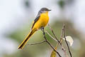 Short-billed Minivet Pericrocotus brevirostris neglectus