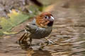 Short-tailed Parrotbill Suthora davidiana thompsoni