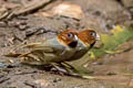 Short-tailed Parrotbill Suthora davidiana thompsoni