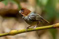 Short-tailed Parrotbill Suthora davidiana thompsoni