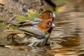 Short-tailed Parrotbill Suthora davidiana thompsoni