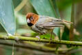 Short-tailed Parrotbill Suthora davidiana thompsoni