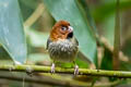 Short-tailed Parrotbill Suthora davidiana thompsoni