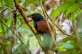 Short-toed Coucal Centropus rectunguis