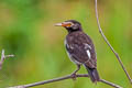 Siamese Pied Myna Gracupica floweri