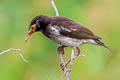 Siamese Pied Myna Gracupica floweri