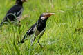 Siamese Pied Myna Gracupica floweri