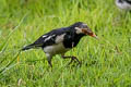 Siamese Pied Myna Gracupica floweri