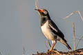 Siamese Pied Myna Gracupica floweri