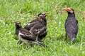 Siamese Pied Myna Gracupica floweri