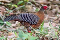 Siamese Fireback Lophura diardi