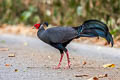 Siamese Fireback Lophura diardi