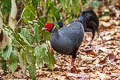 Siamese Fireback Lophura diardi