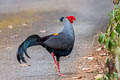 Siamese Fireback Lophura diardi