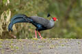 Siamese Fireback Lophura diardi