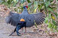 Siamese Fireback Lophura diardi