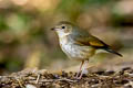 Siberian Blue Robin Larvivora cyane cyane